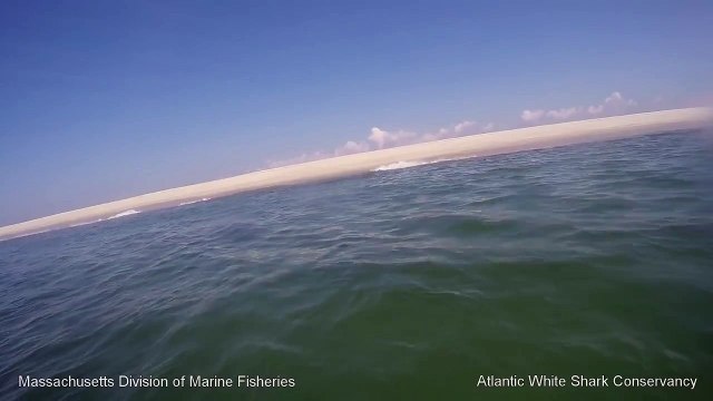 White Shark 0 Seal 1 - Cape Cod