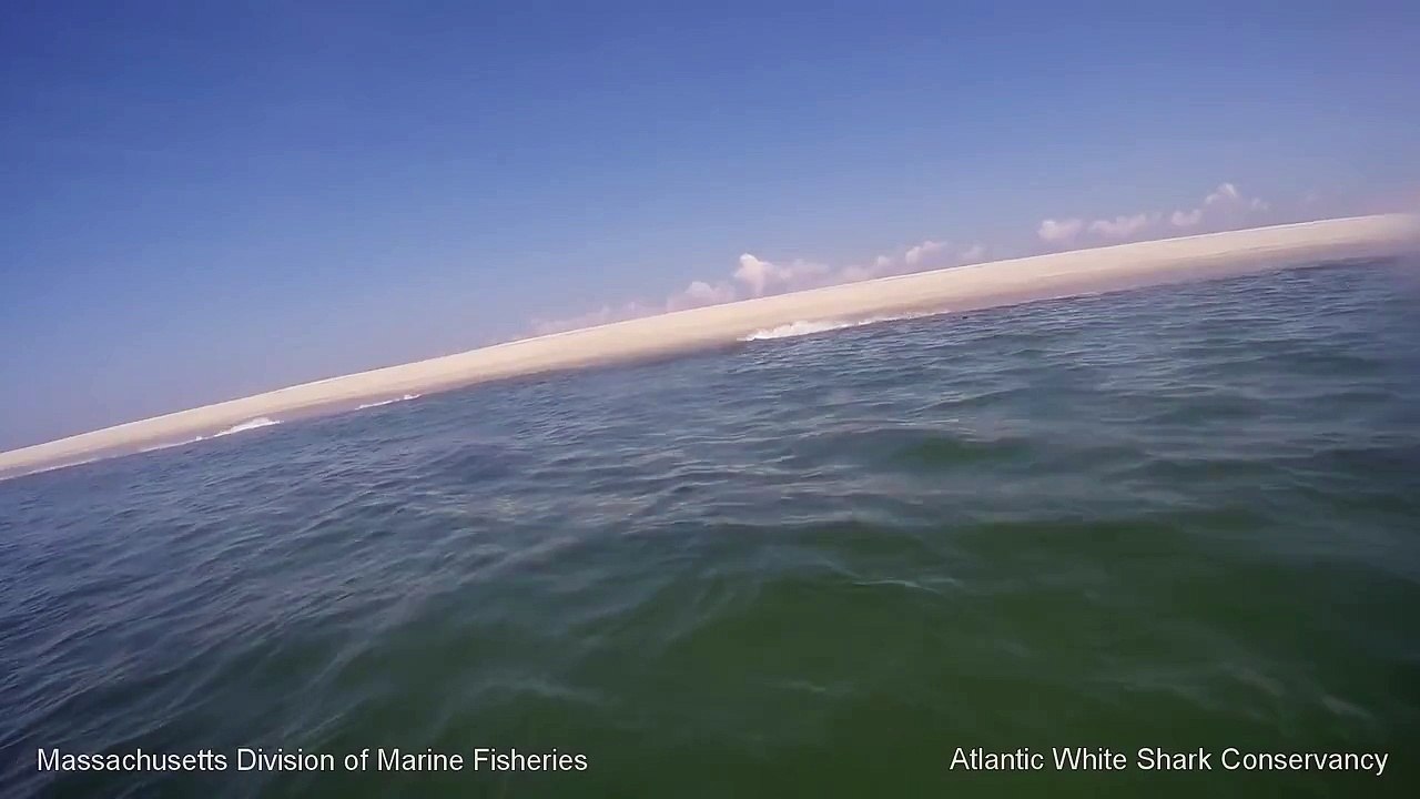 White Shark 0 Seal 1 - Cape Cod