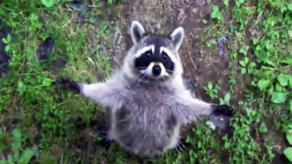 La raison pourquoi nous aimons Raccoon !