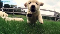 21 Adorable Golden Retrievers Puppies Frolic in the Field