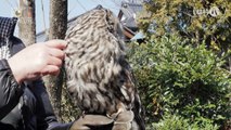 フカフカと4Kの瞳【フクロウ／Ural owl】 [4K] ZOO