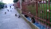 .Cat's in the Garden of Fatih Mosque - Istanbul Cats Cat Katzen Katze Kedi el Gato