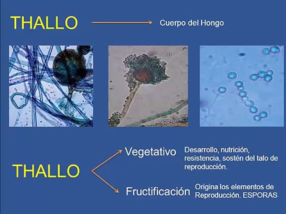 Generalidades Micología 1