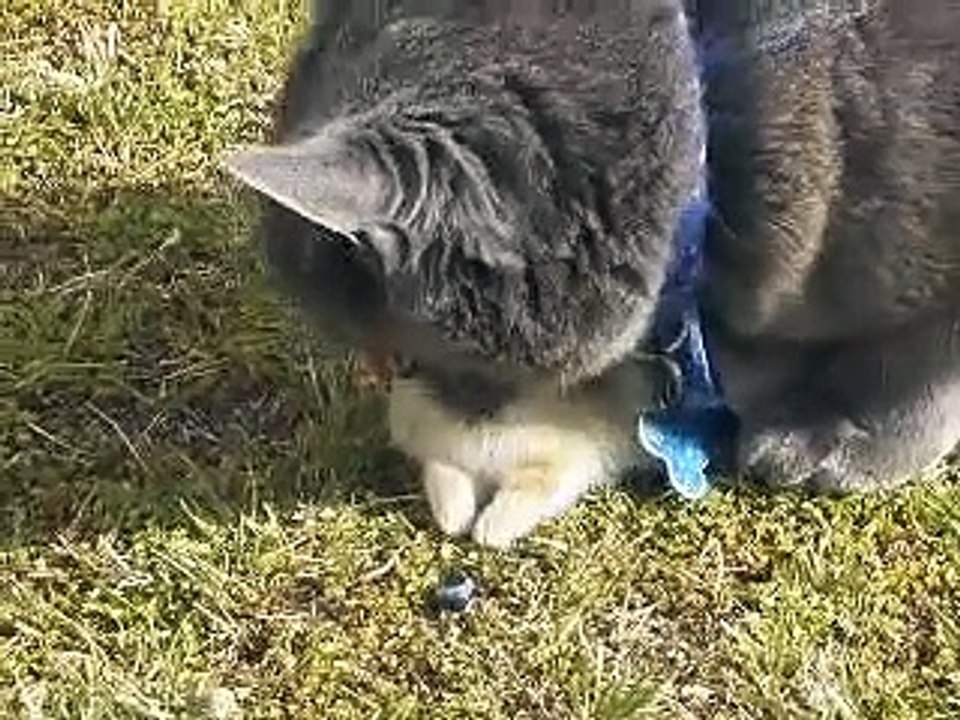 cat eating rat