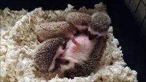 Cute baby hedgehogs nursing!