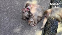 Mom and baby monkey frightened to fight