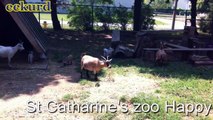 St Catharines zoo        Happy Rolph Bird Sanctuary and children's Petting Farm  ( you tube )
