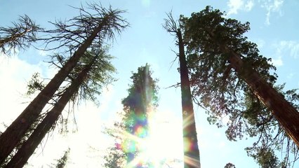 Offenbar weiterer Pest-Fall im Yosemite-Nationalpark