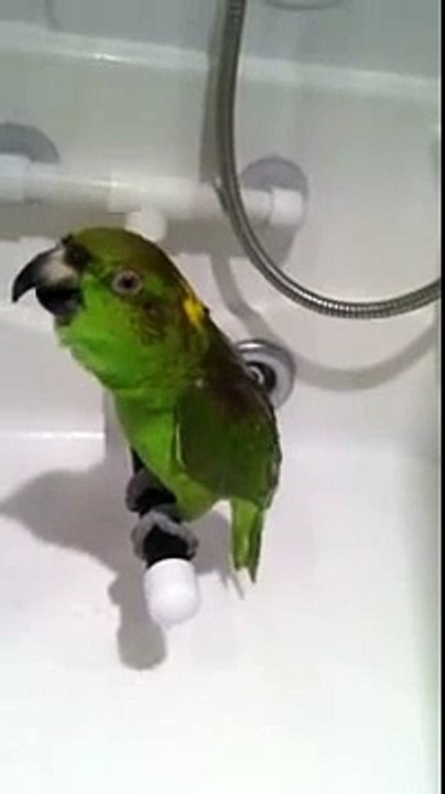 Papagei singt russische Lieder beim Duschen ツ