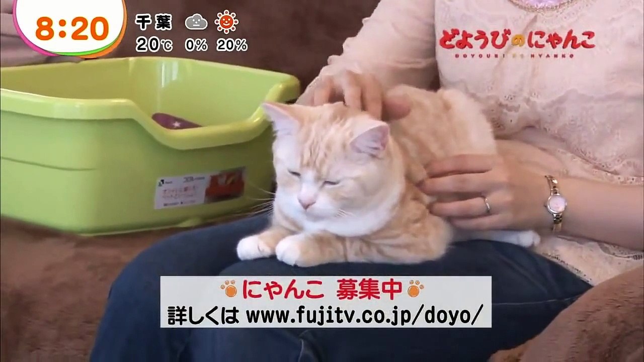 どようびのにゃんこ　こむぎ