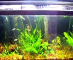 Filtration, Water Flow, and Gas Exchange in Aquariums