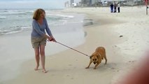 A Dog That Just Doesn't Like the Beach