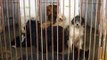 Perrera municipal, Urrao, Antioquia - Tortura animal.wmv