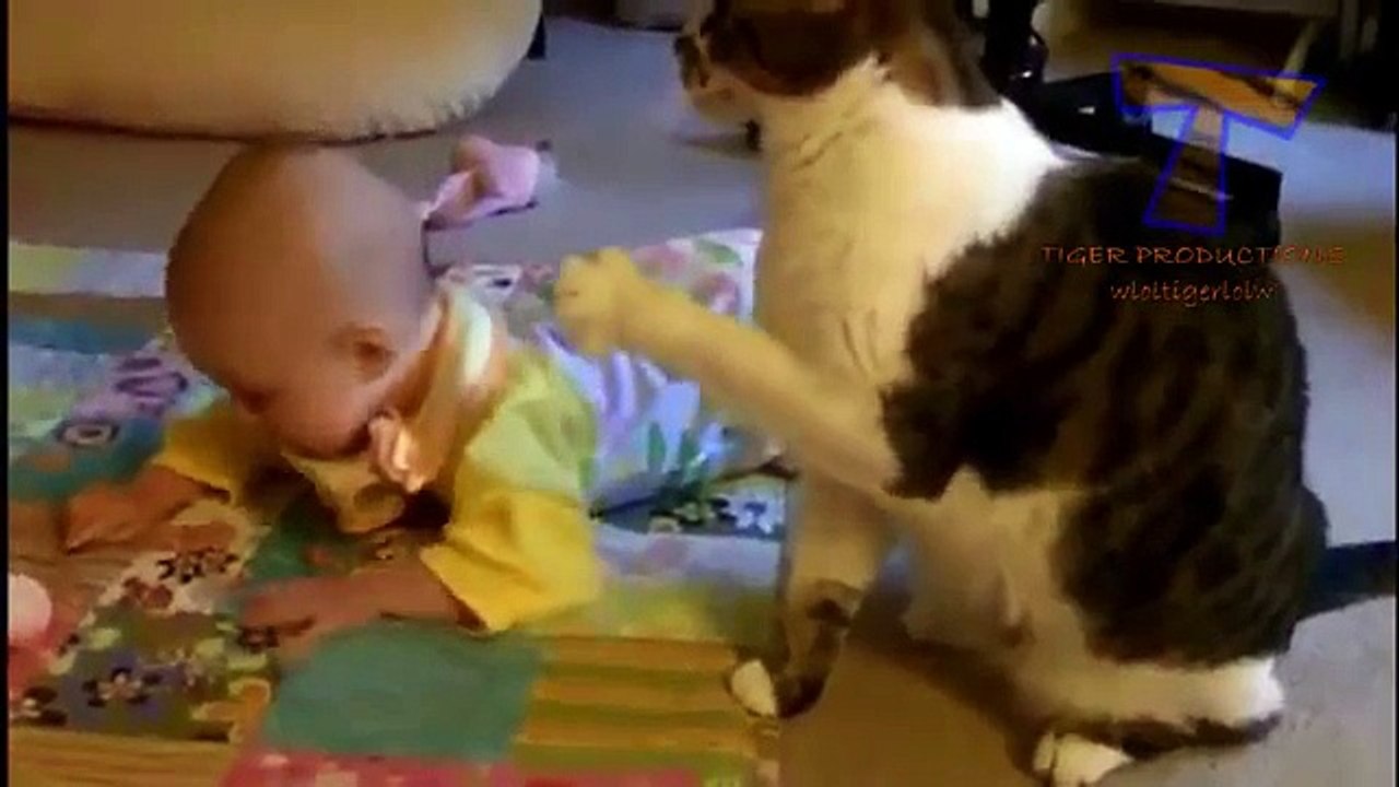 Funny Animals - A Funny Animal Videos Compilation 2015