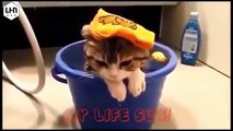 Funny Cats Compilation - Funny Animals Cartoons - Funny Cat Videos - Funny Animal 2015