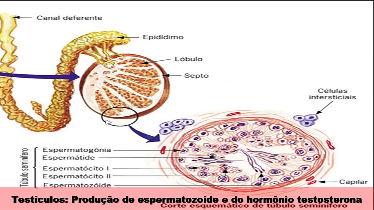 Aparelho Reprodutor Masculino