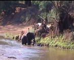 elephant taking bath in river and eating