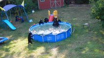 Un ours et cinq oursons se rafraichissent dans une piscine - Le Zapping insolite