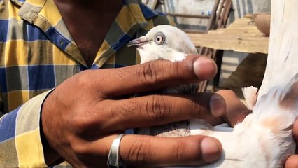 Indian Pigeon Amit Bhai Mumbai India