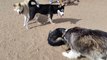 Siberian Husky Playing At Dog Park With Other