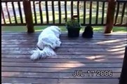 Great Pyrenees and Cats