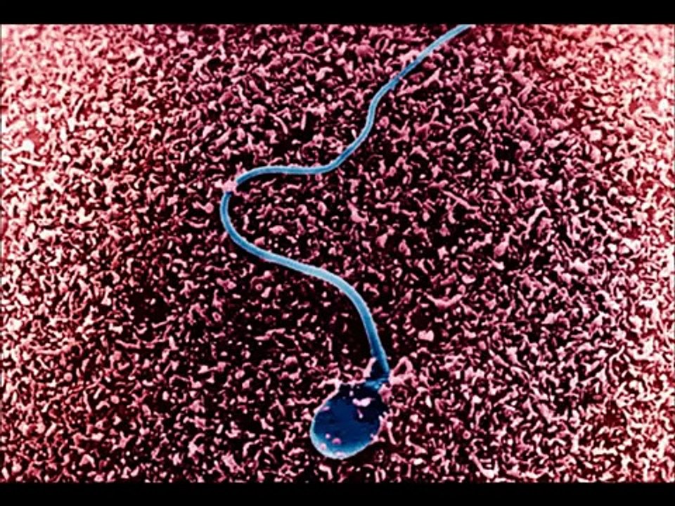 trying to conceive and best time to conceive - tips for getting pregnant