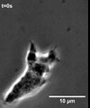 Filopodia probes precede ameboid cell motility