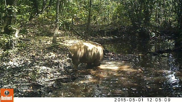 VIDEO: IN THE WILD : Camera-trap KALAWEIT Sumatra 21/08/2015