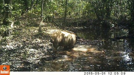 VIDEO: IN THE WILD : Camera-trap KALAWEIT Sumatra 21/08/2015
