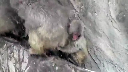Baby monkey afraid of snow. Snow monkey