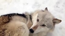 Adorable Wolf Turns Into A Puppy For Belly Rubs