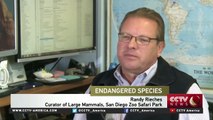 San Diego Safari Park uses Frozen Zoo in efforts to save Northern White Rhinos from extinction