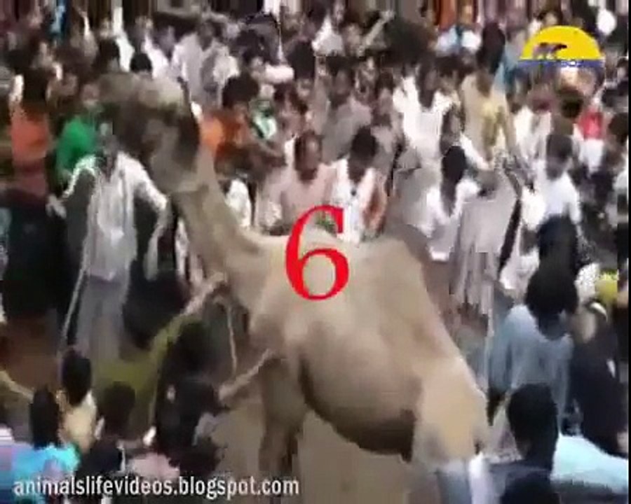 Animal Attacks Compilation 2015 HD #7