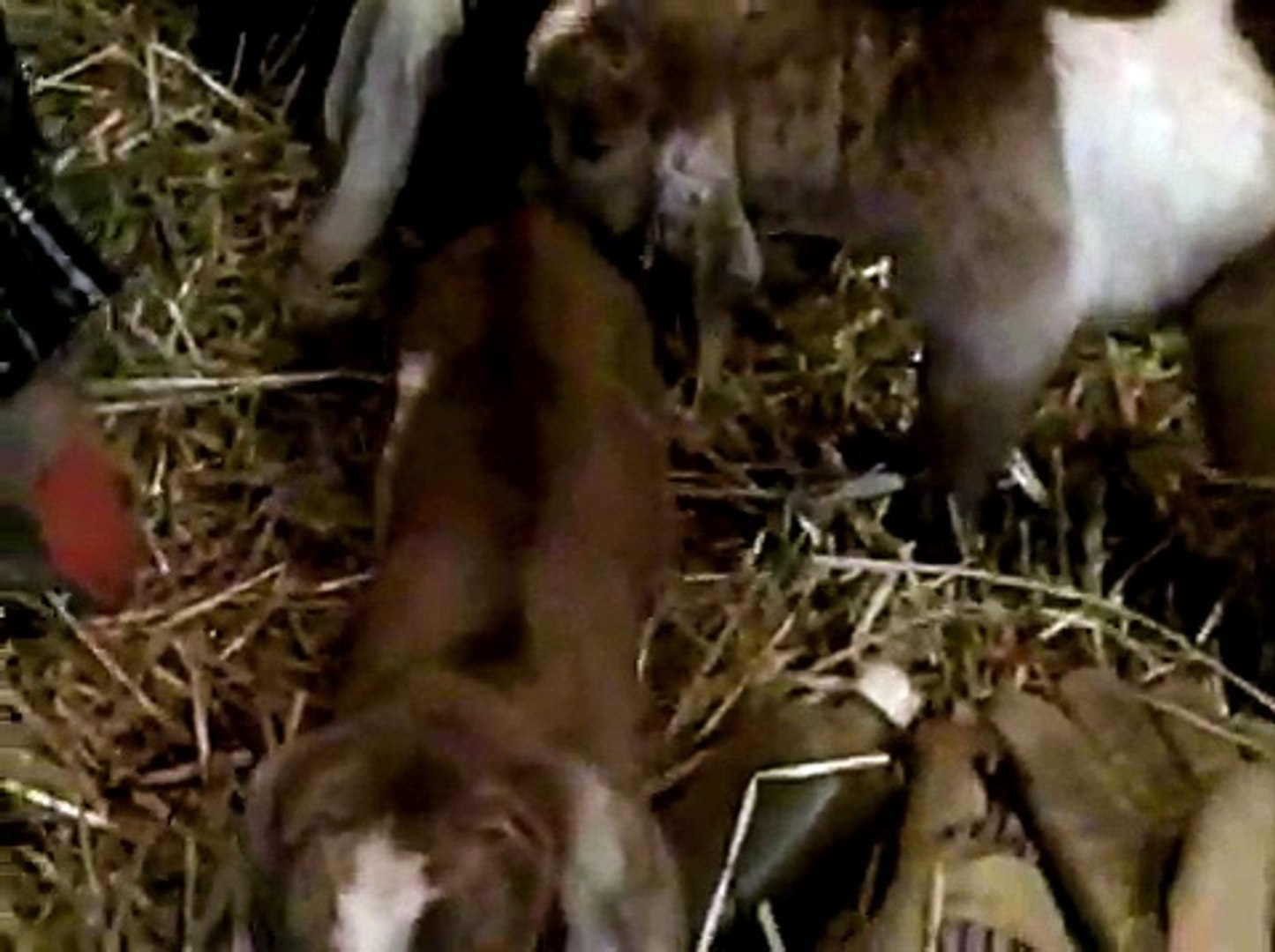 ⁣newborn goats