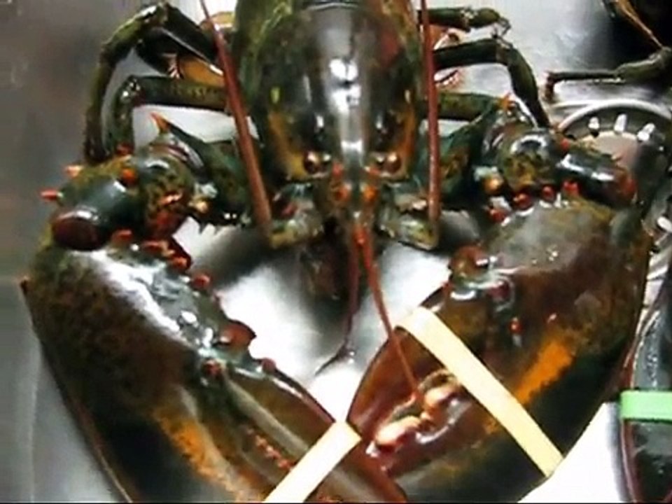 Mom Cooks Lobster