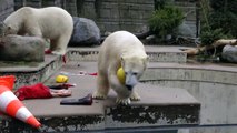 Eisbärin Anori und ihr Freund Eisbär Luka am Tag von Anoris zweiten Geburtstag im Zoo von Wuppertal