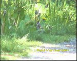 Goldfinch (Carduelis carduelis)