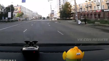 Dog uses crosswalk to cross the road