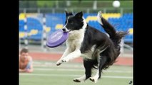 Dog Frisbee border collie Dellica