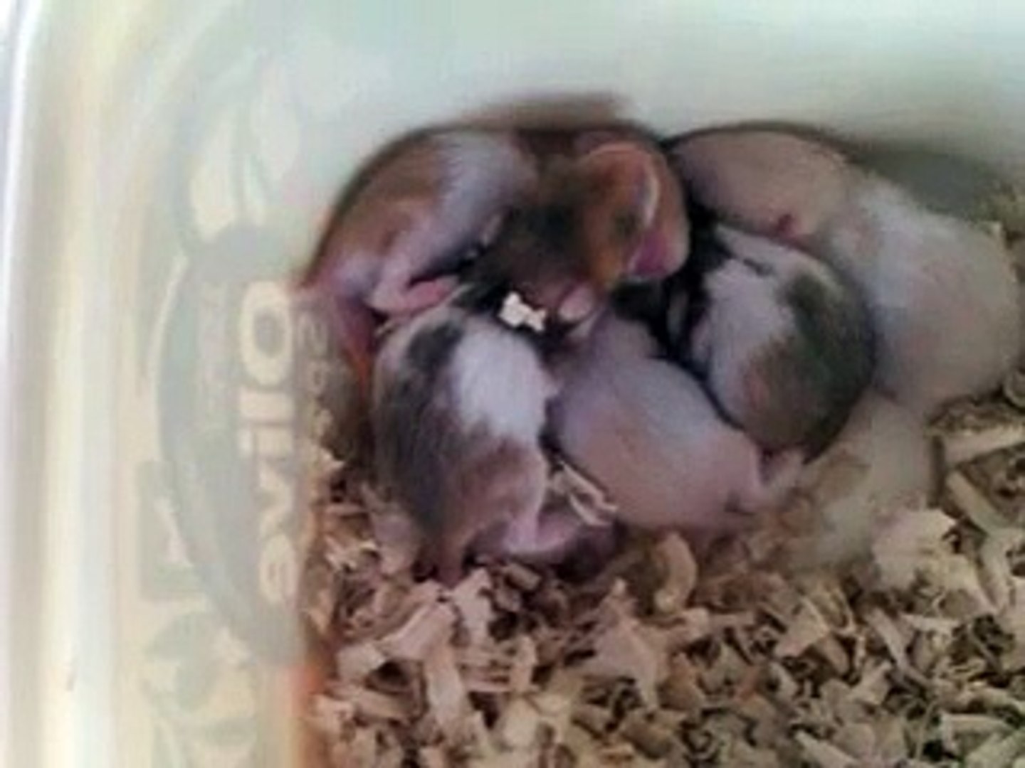 Baby Hamsters Really Cute Video Dailymotion