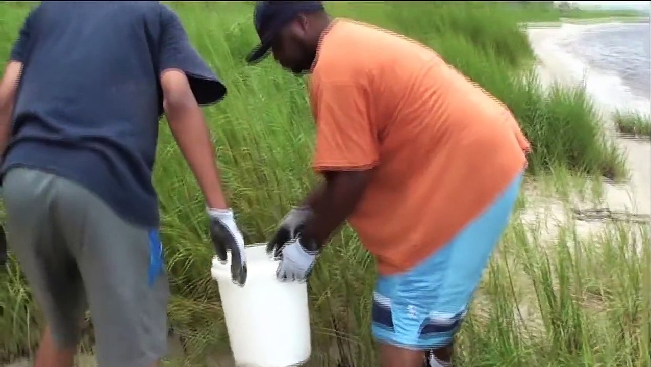 How to Catch Fiddler Crabs for Sheepsheads fishing