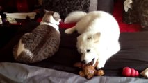 Samoyed puppy tries to get cat to play tug