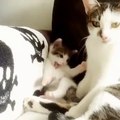 Little Kitten Copies Momma Cat Bathing