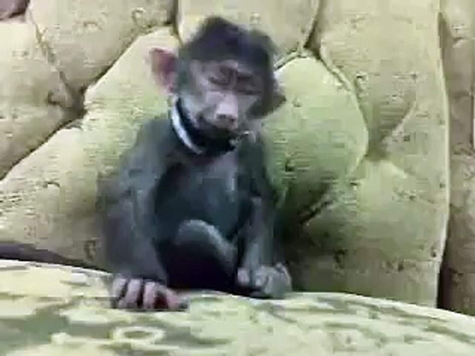 funny monkey