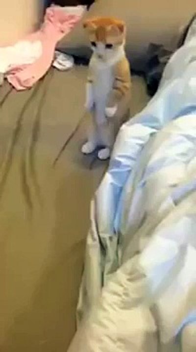 Un petit chat se tient patiemment debout en attendant que l'on finisse de nettoyer son coin préféré.