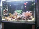 海水魚、イソギンチャク、サンゴ sea fish, sea anemone,coral