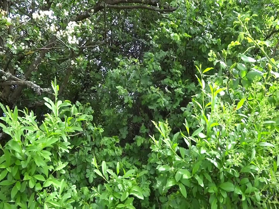 _DSC4025  Bollenberg, chant du rossignol et de la fauvette à tête noire