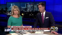 Crews trying to rescue dog in Phoenix