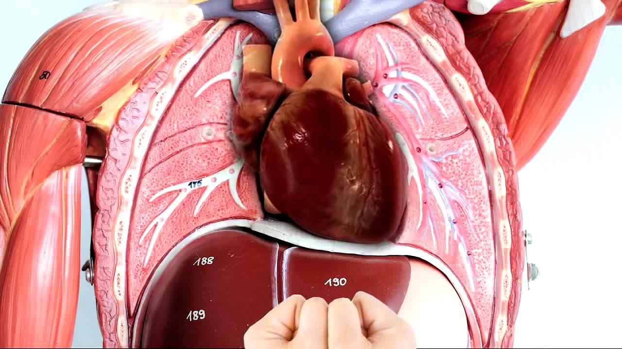FISIOLOGIA DEL CORAZON