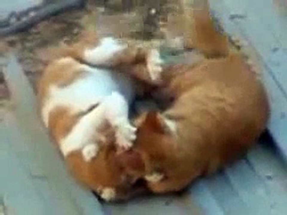 extreme cat fight